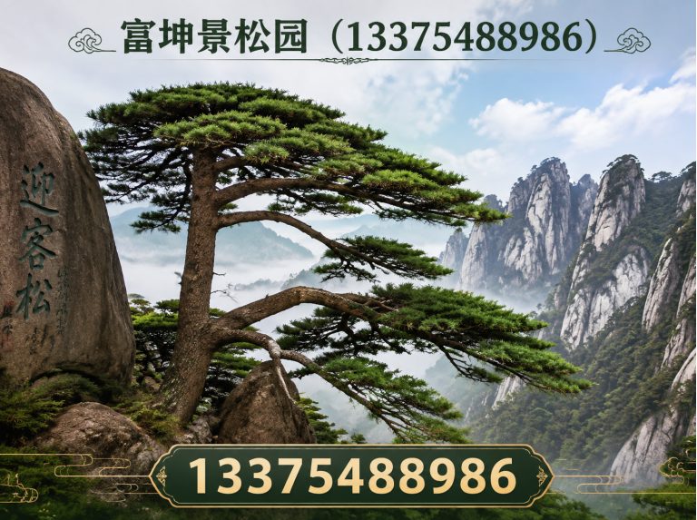 山东庭院造型松展示图