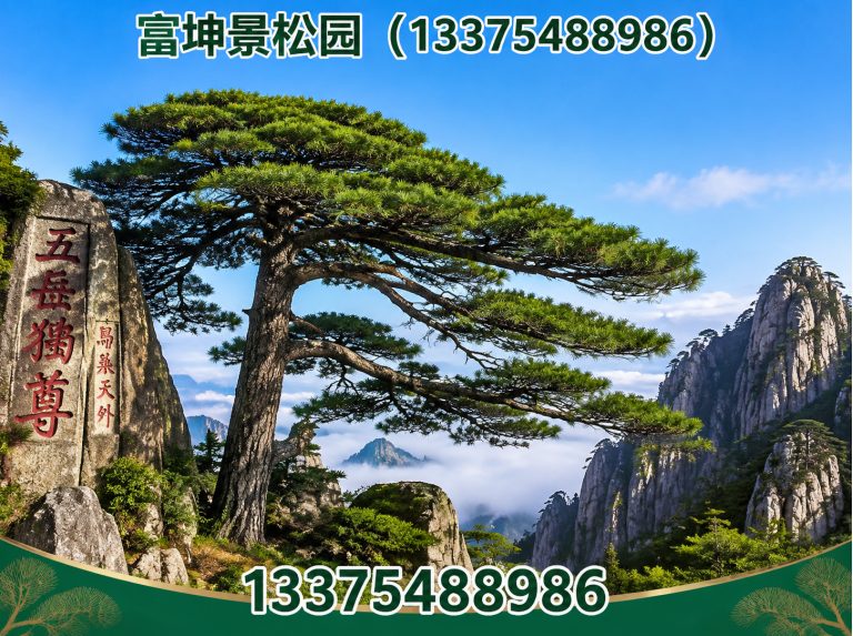 山东绿化苗木展示图